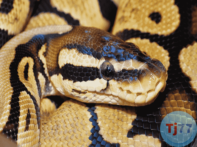 Nằm mơ thấy trăn đánh đề con gì