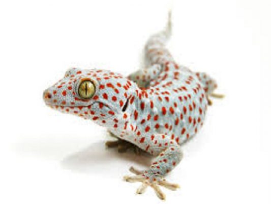 giấc mơ thấy thằn lằn