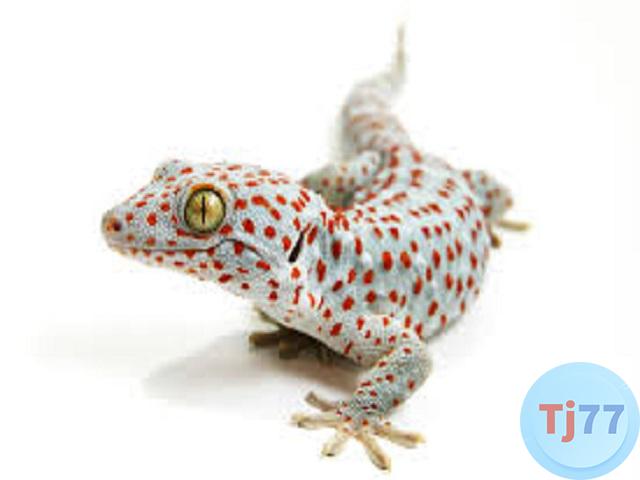 giấc mơ thấy thằn lằn