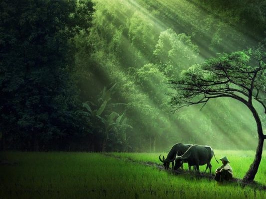 nằm mơ thấy trâu số đề con gì