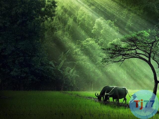 nằm mơ thấy trâu số đề con gì