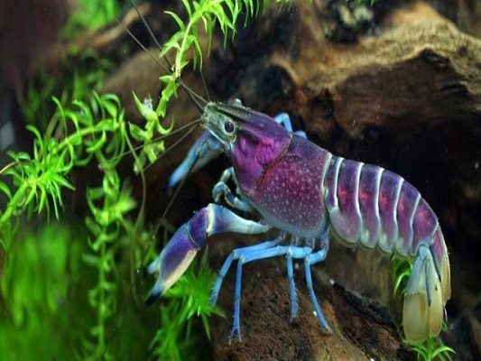 nằm mơ thấy tôm đánh số lô đề gì