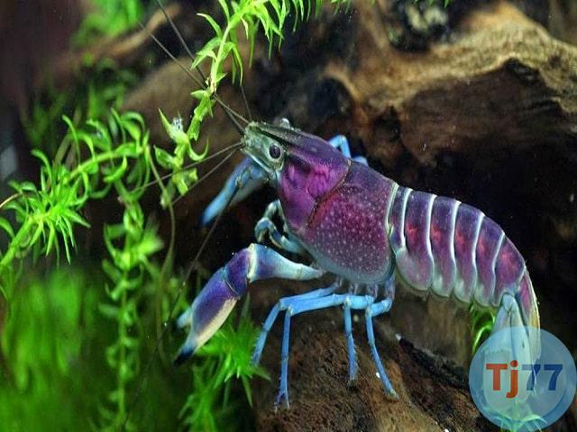 nằm mơ thấy tôm đánh số lô đề gì