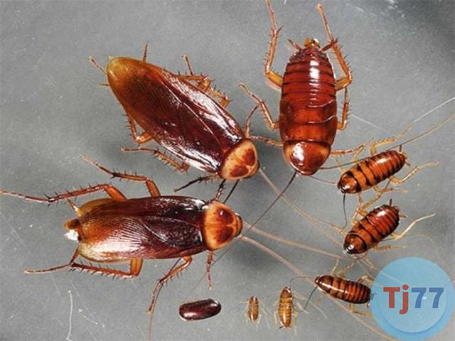 số đề con gián