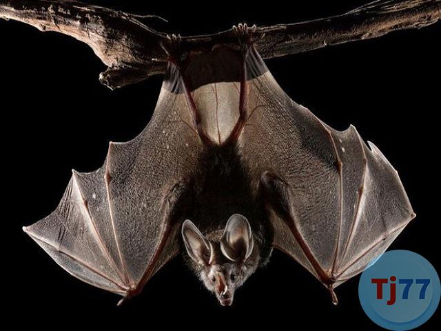 Nằm mơ thấy dơi số con gì