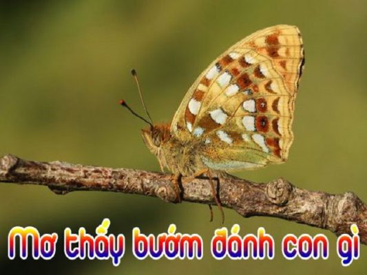 số đề con bướm