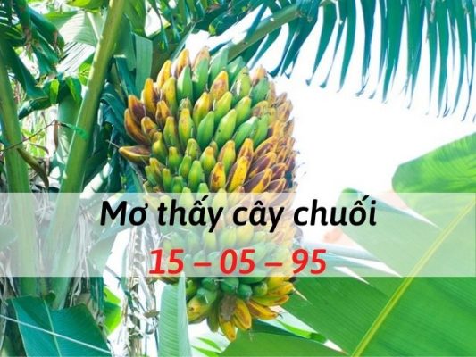 Nằm mơ thấy cây chuối