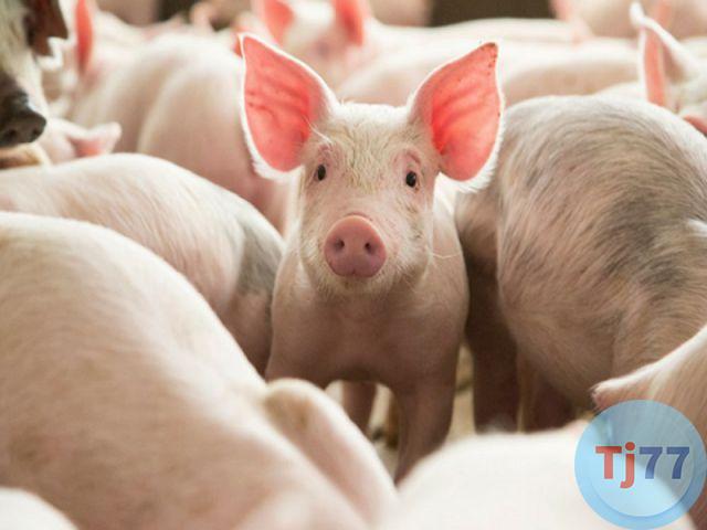 Nằm mơ thấy lợn đẻ