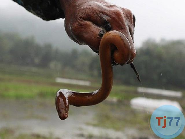 giải mã giấc mơ thấy lươn