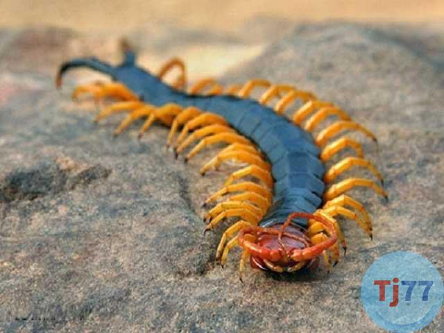 Số lô đề con rết