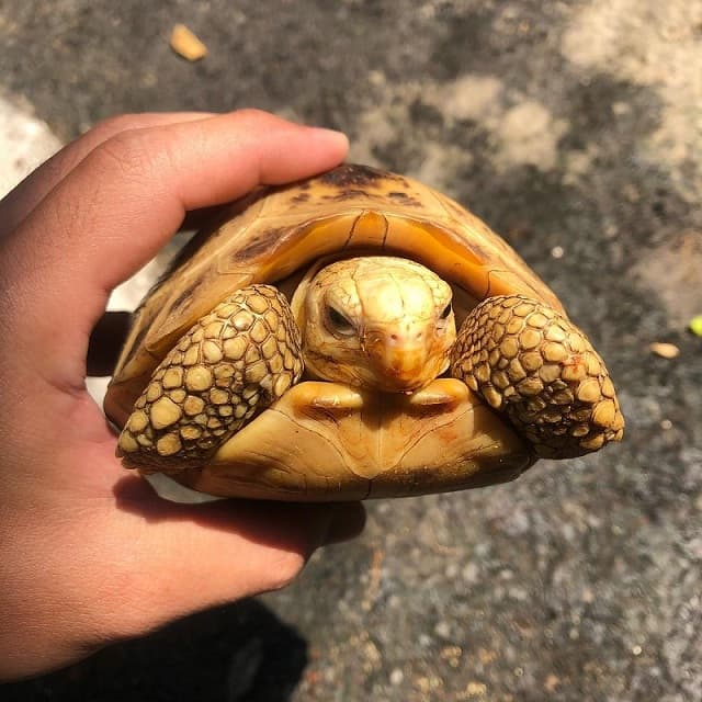 Mơ thấy bọ cánh cứng 