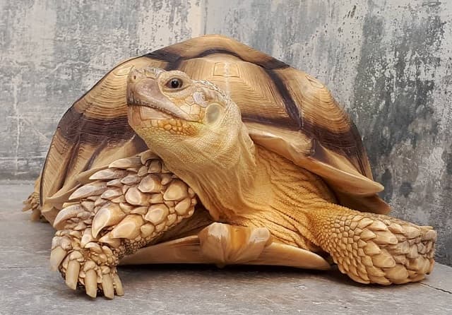 Nằm mơ thấy rùa vàng khổng lồ đang ngủ