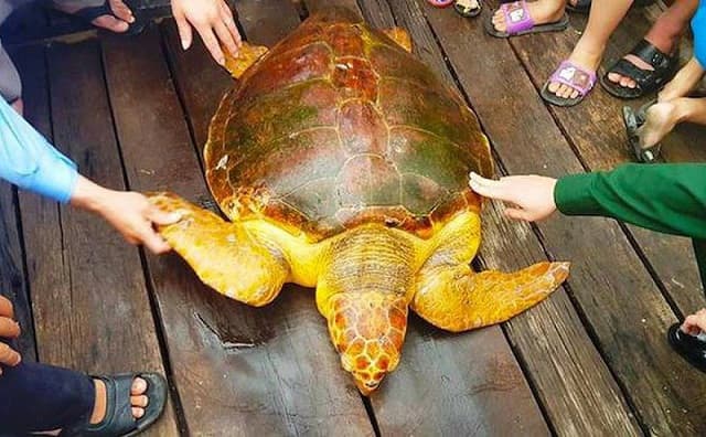 Mơ thấy bắt được rùa biển vàng