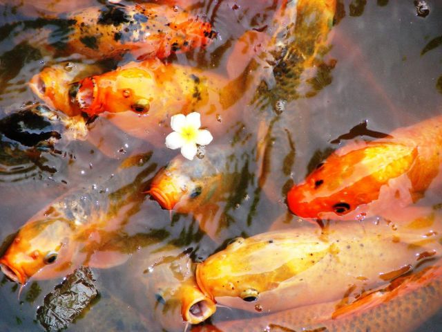 Số của bạn là gì? Thuốc có nghĩa là khi thay đổi cốc