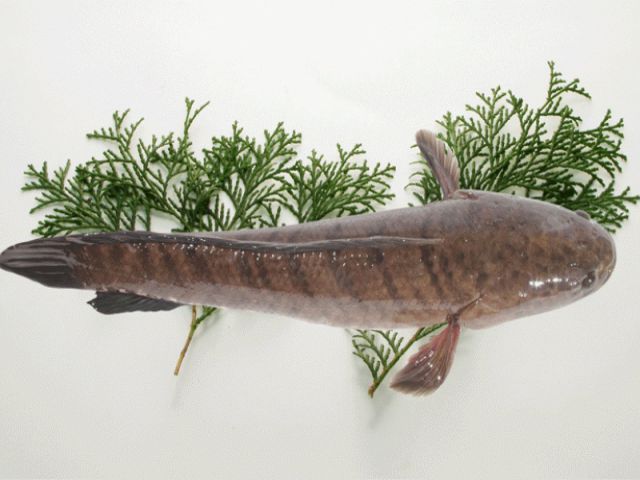 Tất cả các con so với mỗi lần thay đổi