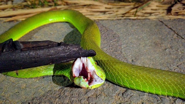 Nằm mơ thấy mình giết con rắn xanh