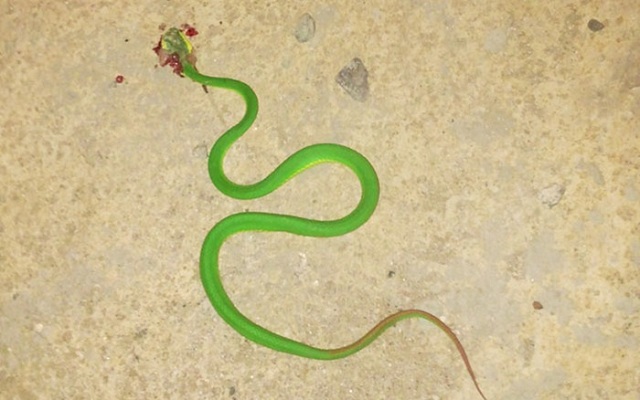 Mơ thấy rắn lục chết