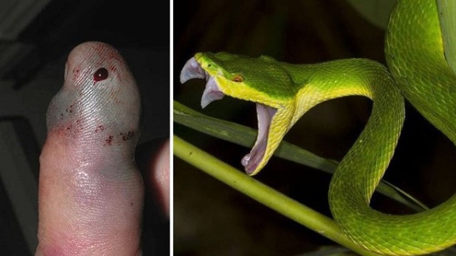 Mơ thấy bị rắn lục cắn