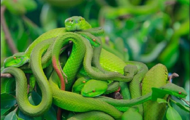 Mơ thấy nhiều rắn lục 