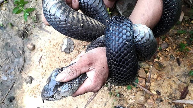 Mơ thấy bắt rắn hổ mang 