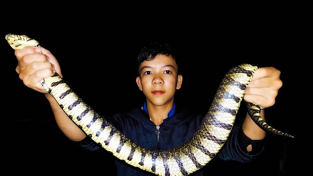 Nằm mơ thấy người thân bắt rắn Nằm mơ thấy người thân bắt rắn