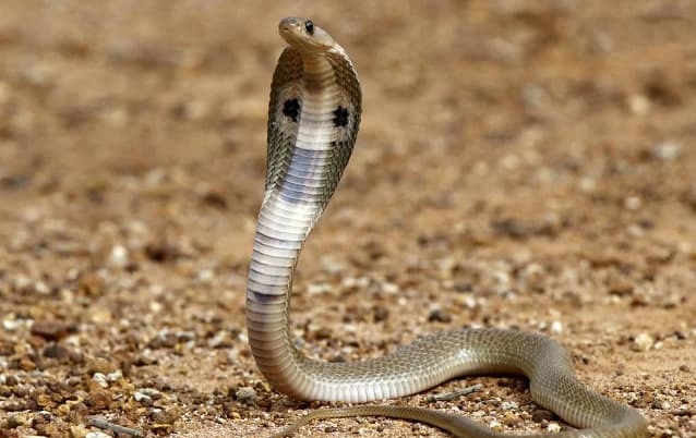 Xem và bắt rắn hổ mang Xem và bắt rắn hổ mang