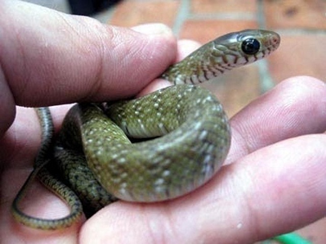 Người phụ nữ mơ thấy rắn Người phụ nữ mơ thấy rắn