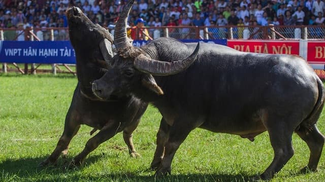 Nằm mơ thấy trâu của chúng ta đang ôm nhau 