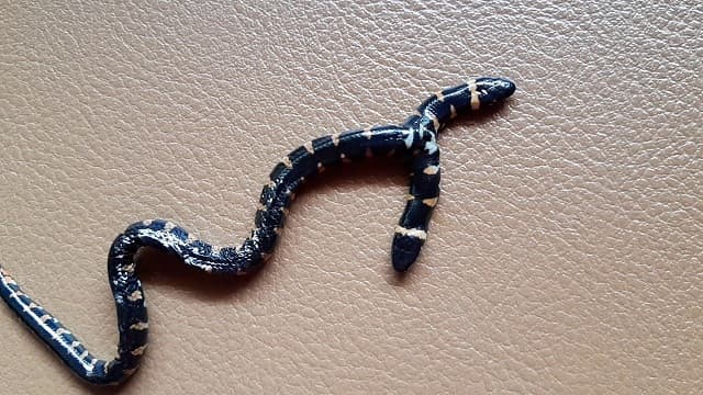 Nằm mơ thấy rắn đen 2 đầu