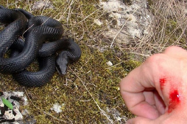 Mơ thấy bị rắn đen cắn