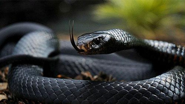 Nằm mơ thấy rắn đen đang trèo vào hang