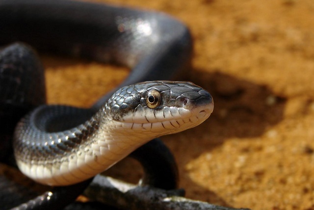 Xem giấc mơ bị rắn đen rượt đuổi 