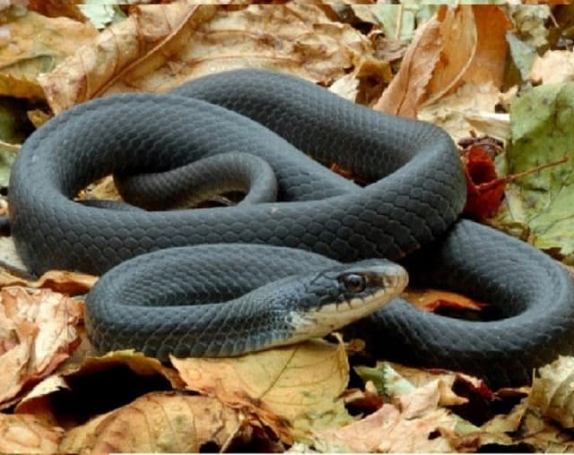 Người phụ nữ mơ thấy một con rắn đen 