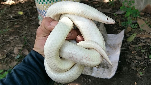 Người phụ nữ mang thai mơ thấy con rắn trắng