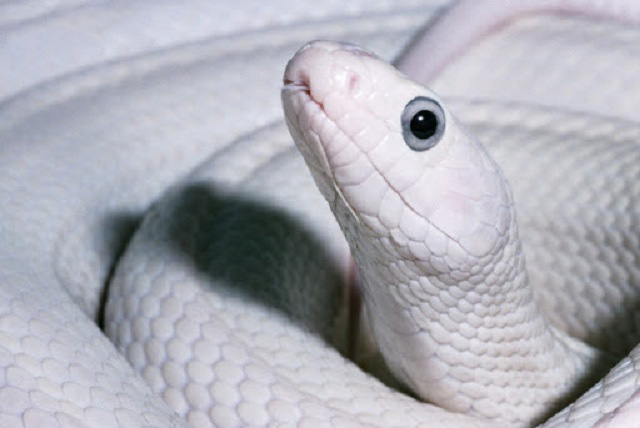 Mơ thấy một con rắn trắng khổng lồ 