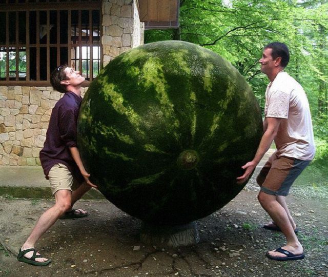 Giấc mơ dưa hấu khổng lồ