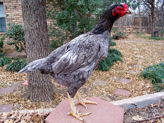 Giấc mơ của Hen