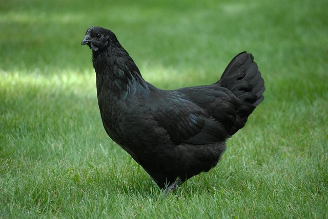 Nằm mơ thấy con gà mái đen