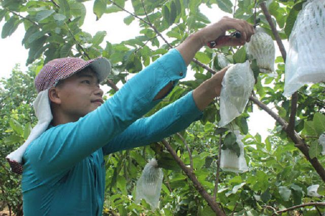 Giấc mơ hái ổi ở nhà người khác