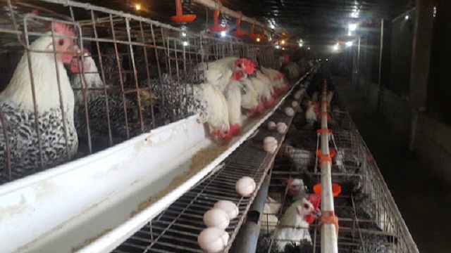 Nằm mơ thấy gà đẻ trứng vào nhà là điềm lành đến