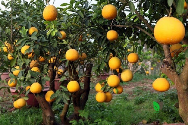 Mơ thấy bưởi vàng