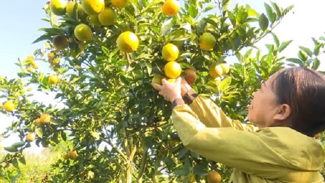 Nằm mơ thấy hái cam trên cây