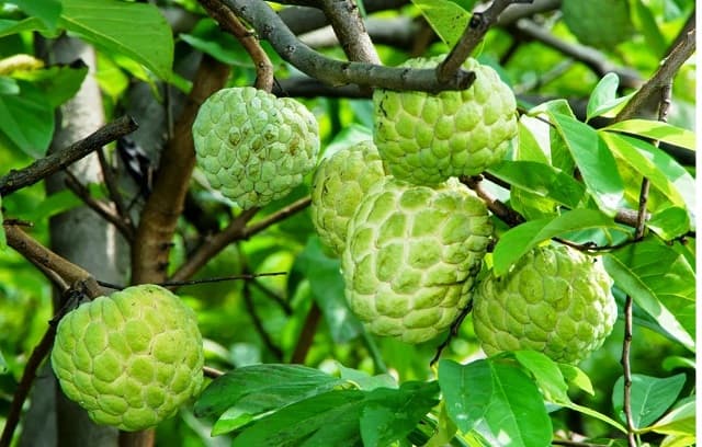 Nằm mơ thấy na là điềm gf