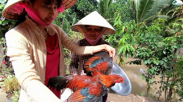 Mơ thấy gà trống