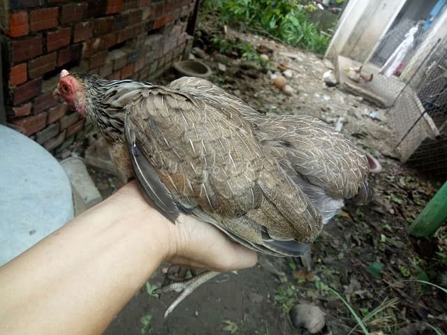 Mơ thấy con gà mái đuổi theo