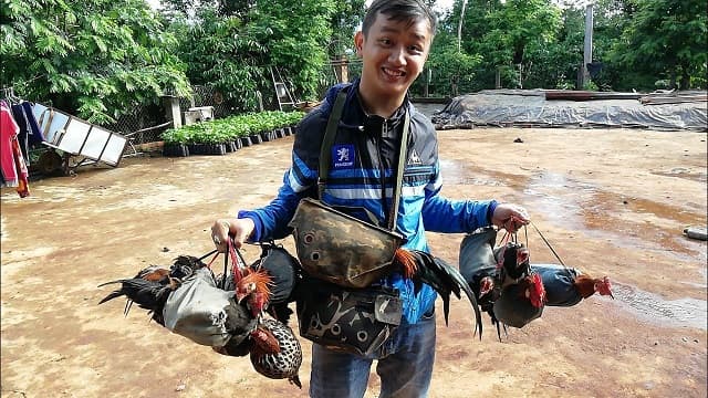 Giấc mơ bắt được một con gà và bán nó 