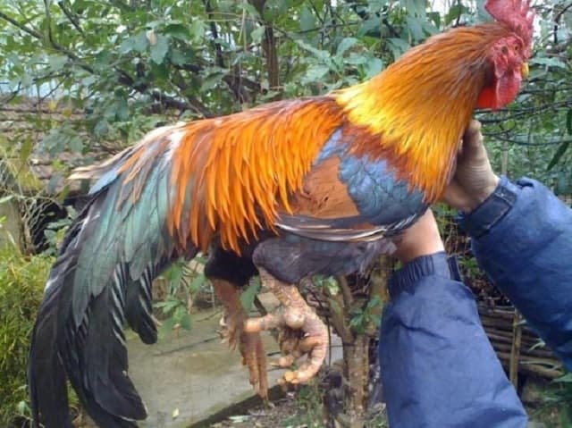 Mơ thấy bắt được con gà trống 