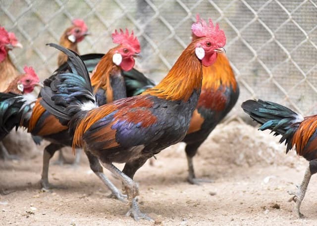 Giấc mơ gà trống