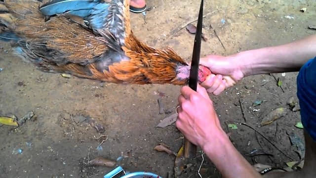 Mơ thấy gà trống ăn thịt 