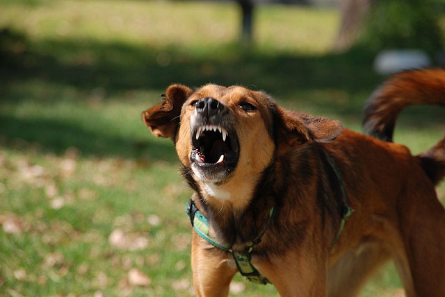 Đừng đổi con chó dữ